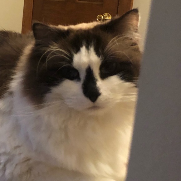 Meet your Posher, Maggie - Picture 1 of 1